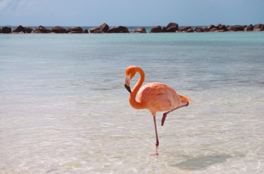 Dormio Bonaire Village Rom bilde